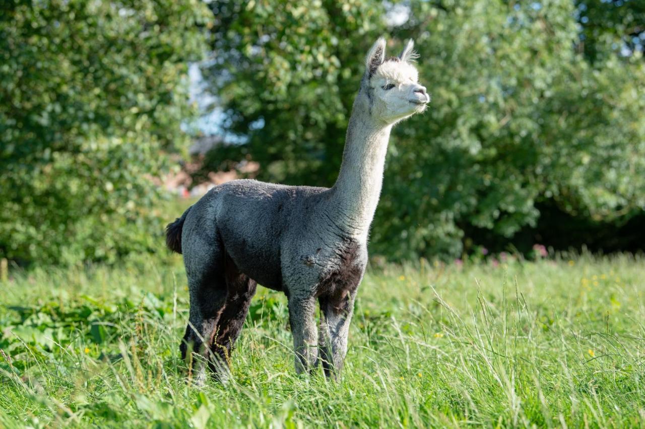 Alpaca Fold Villa Preston  Dış mekan fotoğraf