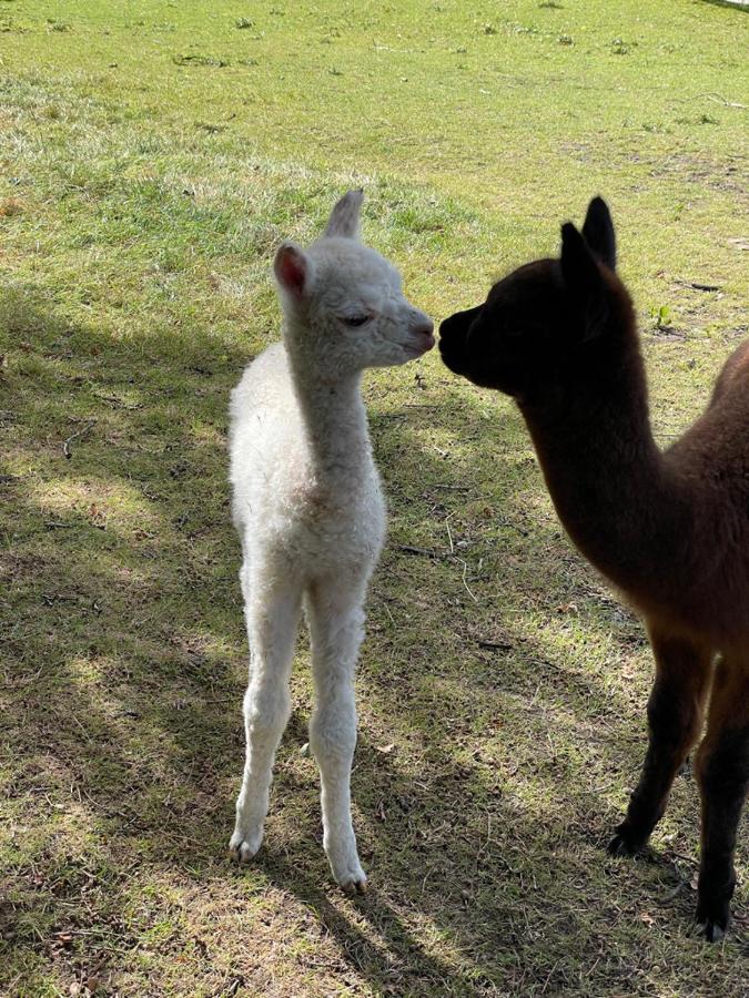 Alpaca Fold Villa Preston  Dış mekan fotoğraf